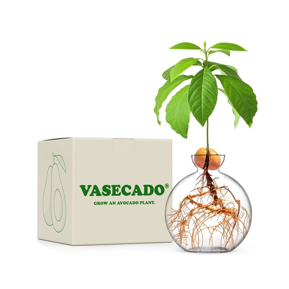 Avocado Vaas Transparant Glas - SuperMatique - SuperMatique