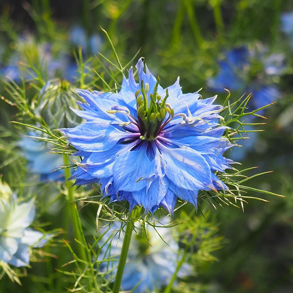 Blauwe Nigella Presse - papier - In Flore - SuperMatique