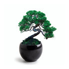 Bonsai Kweekset Parasol Pijnboom - Radis Et Capine - SuperMatique