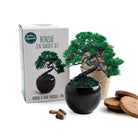 Bonsai Kweekset Parasol Pijnboom - Radis Et Capine - SuperMatique