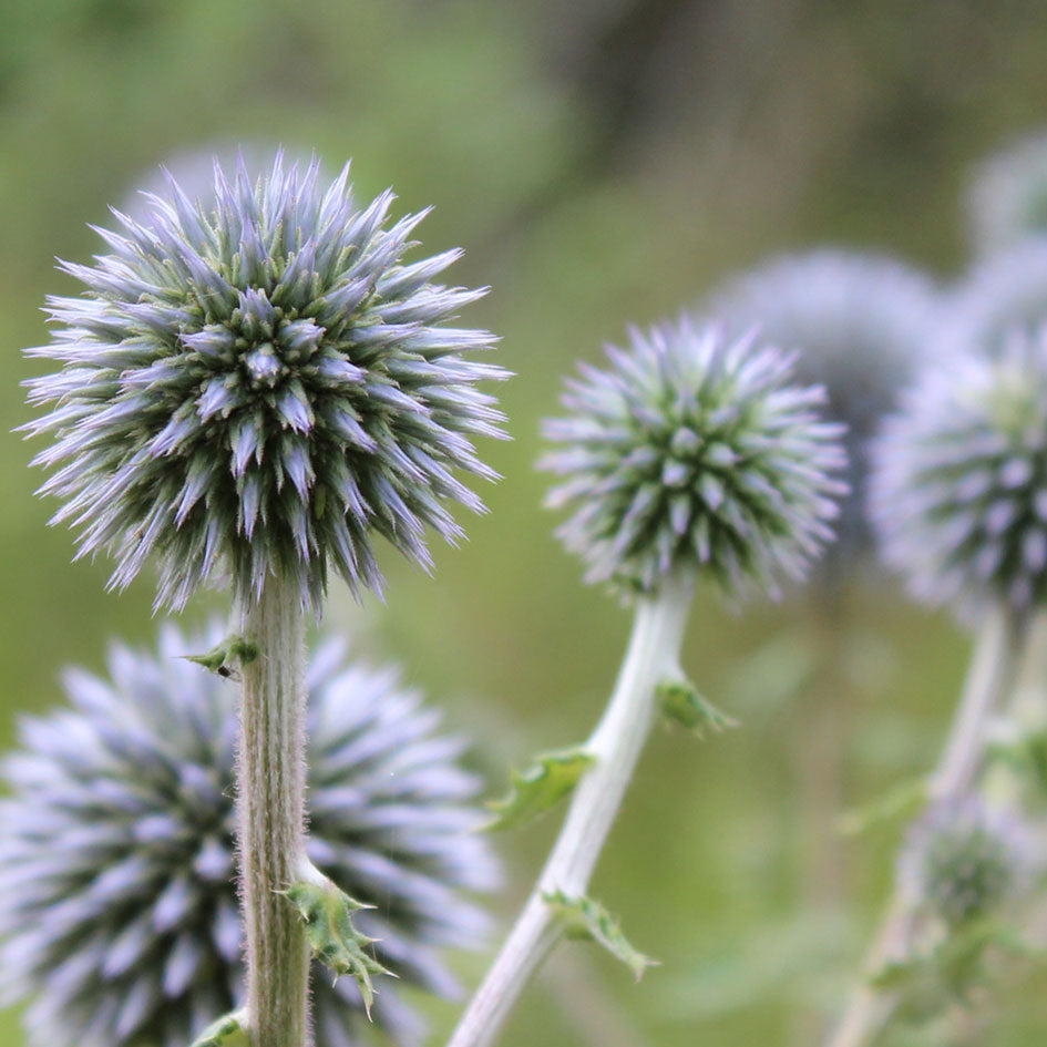 Afbeelding van een groen distel - SuperMatique