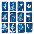 Set van 12 Cyanotype Ansichtkaarten - Botanopia - SuperMatique